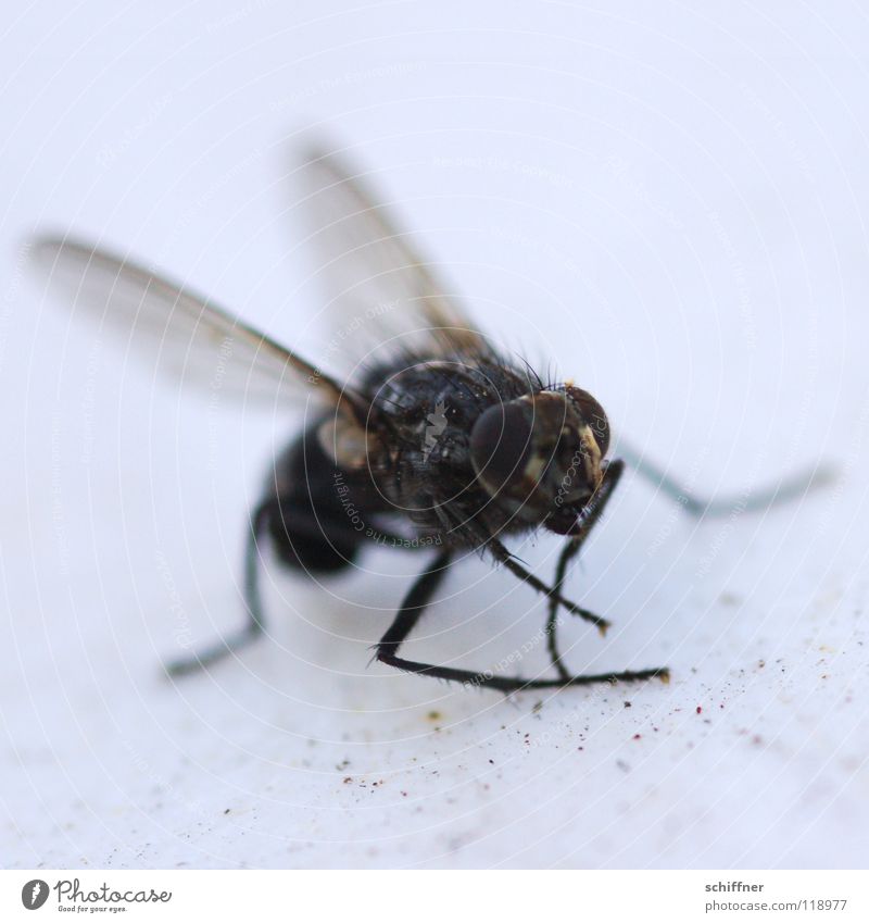 Muggebreigdäns Fliege Eintagsfliege Zweiflügler Tier Insekt Schiffsbug Beine x-beinig Facettenauge Musca domestica Puk die Fliege Flügel Tod