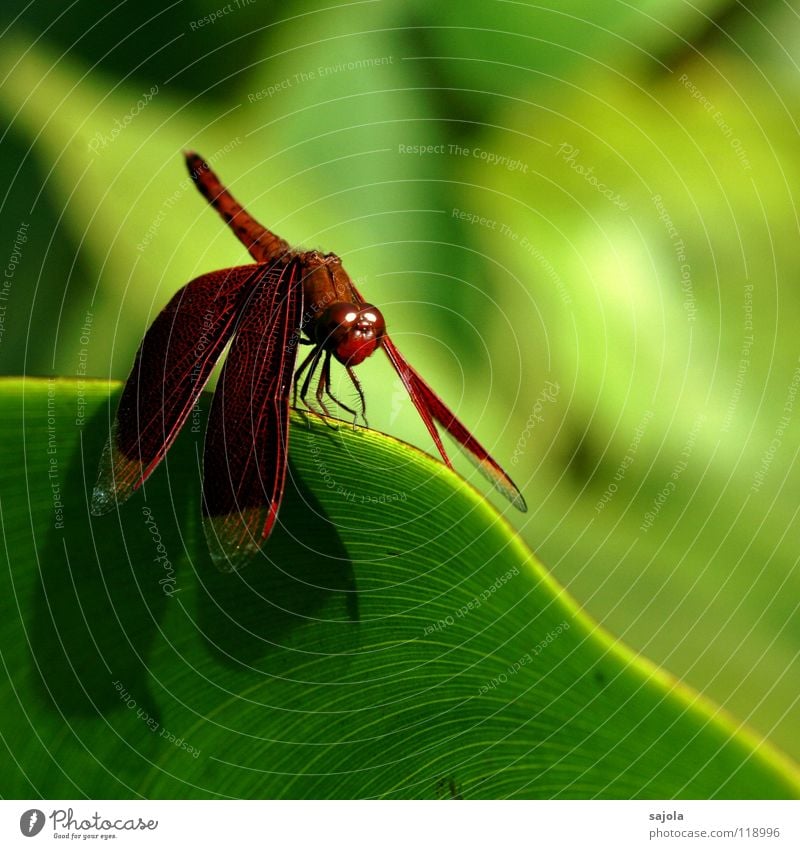 flügel wie samt Tier Wildtier Tiergesicht Flügel 1 grün rot ästhetisch Leichtigkeit Libelle Insekt Auge Samt Asien Singapore Edellibellen edel purpur bordeaux