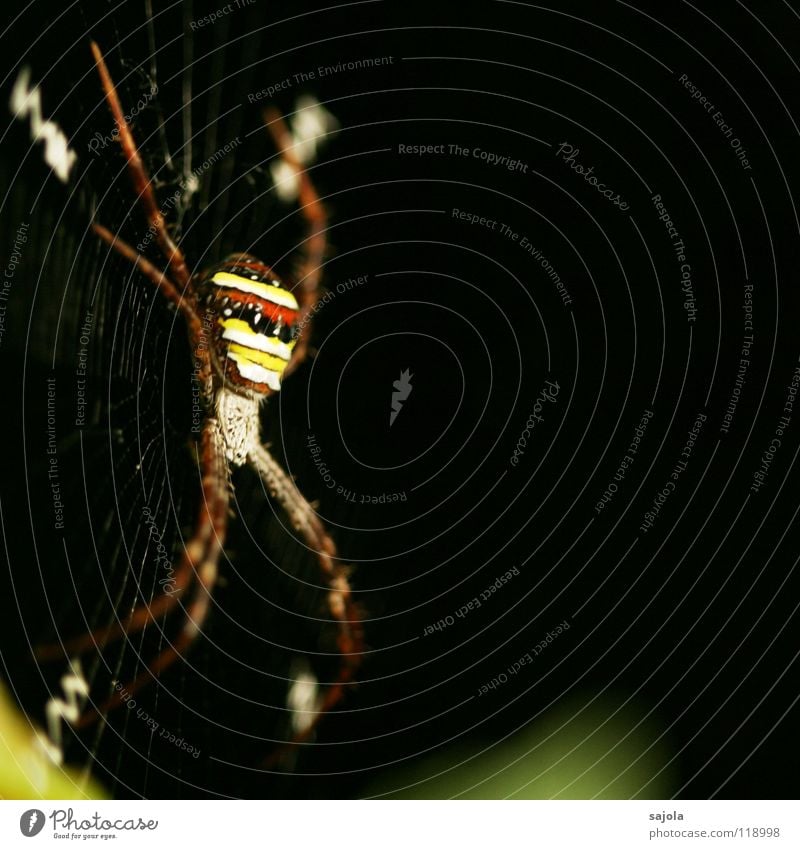argiope Natur Tier Urwald Spinne 1 Streifen Netz gelb rot schwarz gestreift Beine Kopf Radnetzspinne Singapore Spinnennetz Asien Nähgarn Farbfoto mehrfarbig