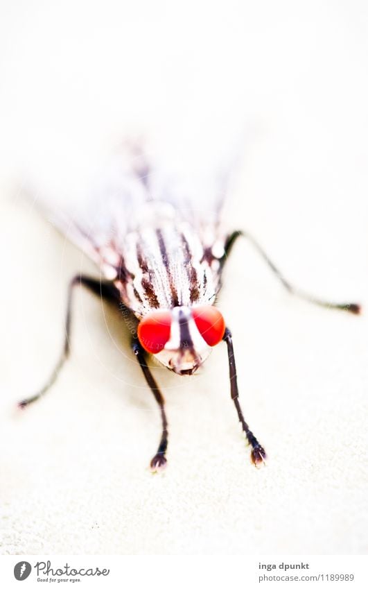 Fliegengesicht Umwelt Natur Tier Wildtier Tiergesicht Flügel Insekt Auge 1 beobachten krabbeln außergewöhnlich rot schwarz weiß Farbfoto Außenaufnahme