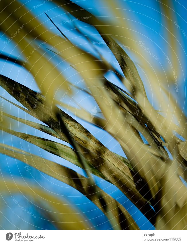grasland Schilfrohr Röhricht Biotop Binsen Blühend Blüte Gras Halm Pflanze Natur wedel Umwelt Riedgras Süßgras spirre Hintergrundbild abstrakt