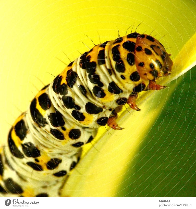 Raupe des Königskerzen Mönchs_02 gelb schwarz Insekt Tier krabbeln Schmetterling Nordwalde Makroaufnahme Nahaufnahme Puppe verpuppen ChriSes Auge