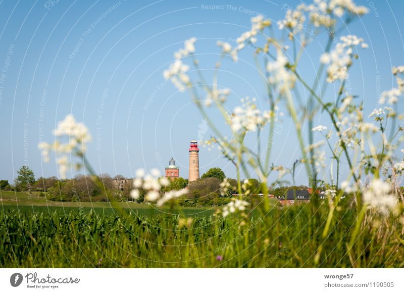 Urlaubsziel | Kap Arkona Ferien & Urlaub & Reisen Ausflug Landschaft Pflanze Himmel Wolkenloser Himmel Horizont Sommer Schönes Wetter Feld Ostsee Deutschland