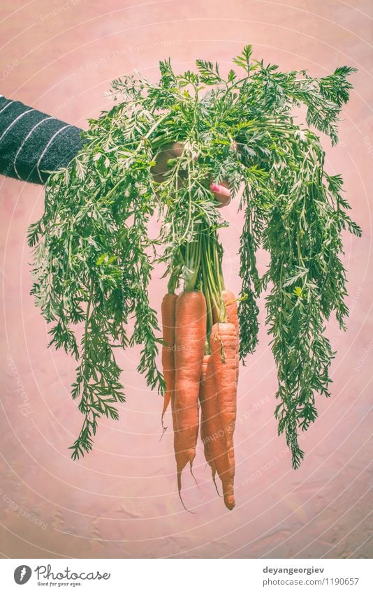 Hand hält Karotten Gemüse Ernährung Vegetarische Ernährung Diät Pflanze Blatt frisch natürlich grün weiß Möhre vereinzelt Lebensmittel Gesundheit orange reif
