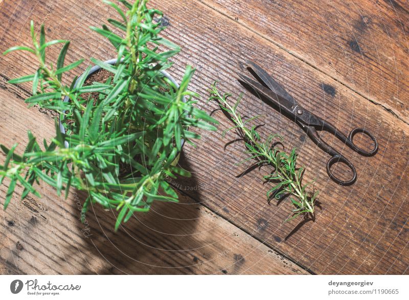 Rosmarinzweige auf Holz Kräuter & Gewürze Natur Pflanze Blatt frisch grün weiß Zweig Lebensmittel Zutaten Gesundheit Haufen Kräuterbuch Ast roh organisch