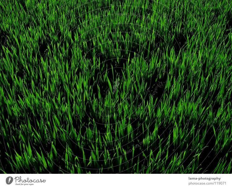 ORANGE Gras Wiese Feld grün Halm Frühling Sommer saftig frisch Wachstum gedeihen sprießen Gärtner Blume knallig Osternest Osterei Hintergrundbild Muster