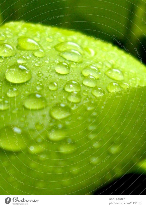 Blatt und so... grün Herbst nah Pastellton harmonisch geschmackvoll Gesundheit Fröhlichkeit bestäuben Sprühflasche nass Lichtbrechung Wasser Farbe Makroaufnahme