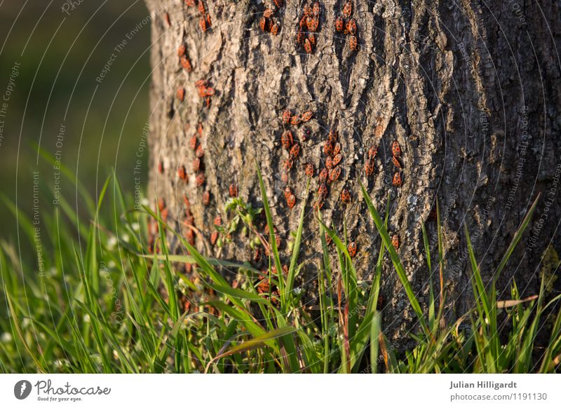 Feuerwanze am Baum Lifestyle Umwelt Natur Landschaft Pflanze Tier Gras Käfer Tiergruppe bauen Stimmung Abenteuer Symbiose Farbfoto Außenaufnahme Menschenleer