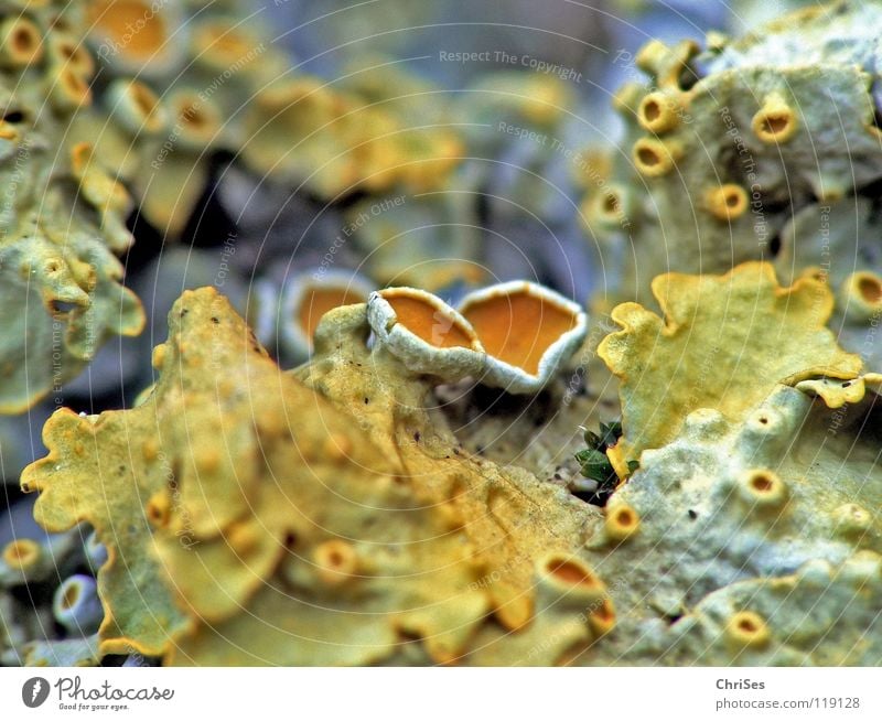 Mikrokosmos (Flechten) Pflanze Holz klein feucht nass Makroaufnahme Baumstamm Kriechpflanze krabbeln gelb grau Vulkankrater Blüte Nahaufnahme Park binden Natur