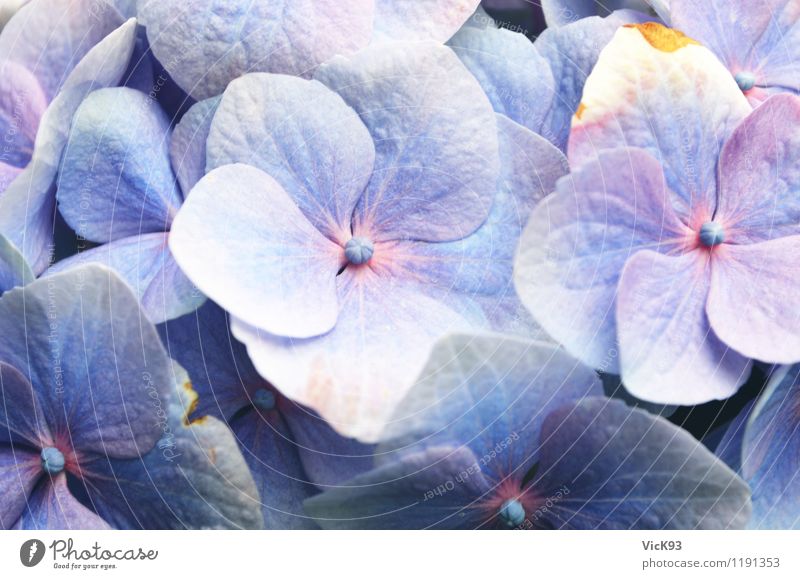 Hortensie Garten Gartenarbeit Natur Pflanze Blume Blüte Topfpflanze Blumenstrauß Blühend schön natürlich blau violett rosa Freizeit & Hobby Hortensienblüte