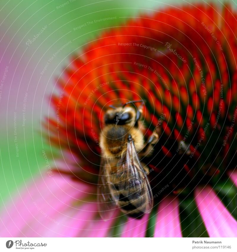 Das Honigkomplott .. Biene Wespen Insekt Blume Pflanze Tier krabbeln stechen Bienenstock Imker süß Jäger rot grün rosa nah Unschärfe Tiefenschärfe Natur