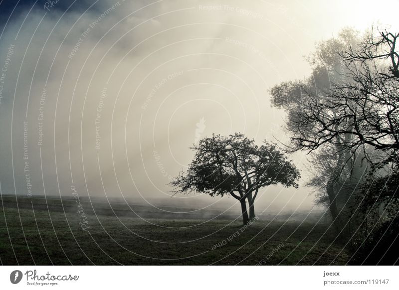Hoffnung Feld Baum Baumreihe Bodennebel Erholung Herbst Idylle Morgen Denken Nebel Nebelwand unklar poetisch Romantik ruhig Sonnenenergie Sonnenlicht