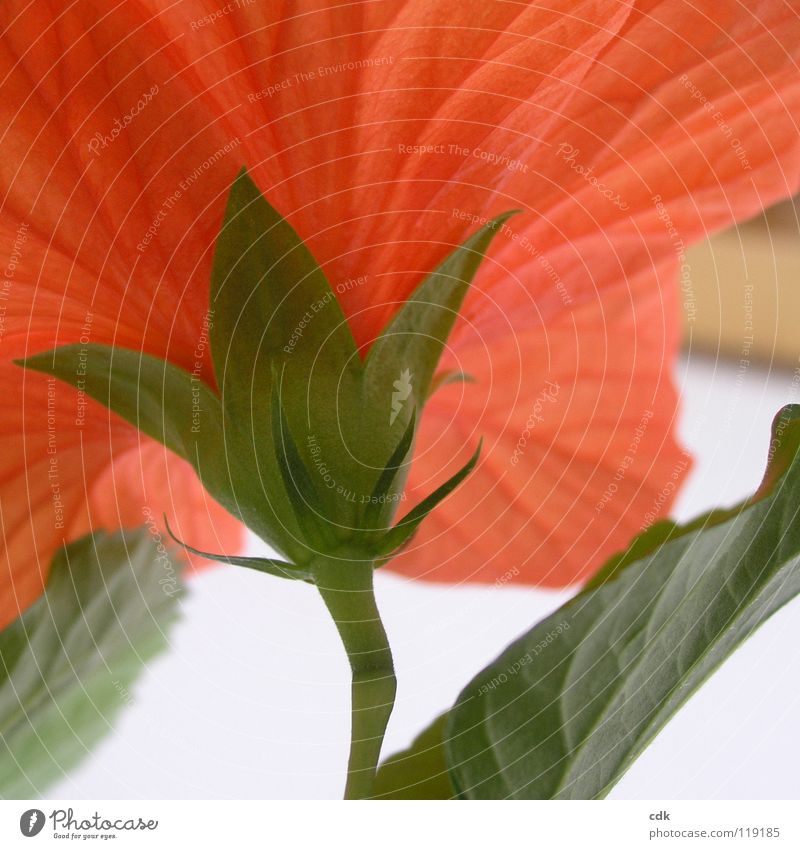 Hibiskus im Quadrat I Hibiscus Pflanze Zimmerpflanze Blüte Blume Sträucher Blühend Wachstum gedeihen rot grün Stengel Blütenblatt mehrere Botanik Jahreszeiten