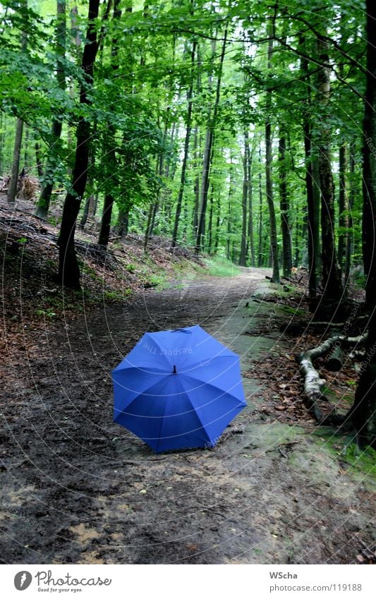 Blauer Schirm 2007 Wald grün Rätsel Natur Farbe blau Kontrast Wege & Pfade