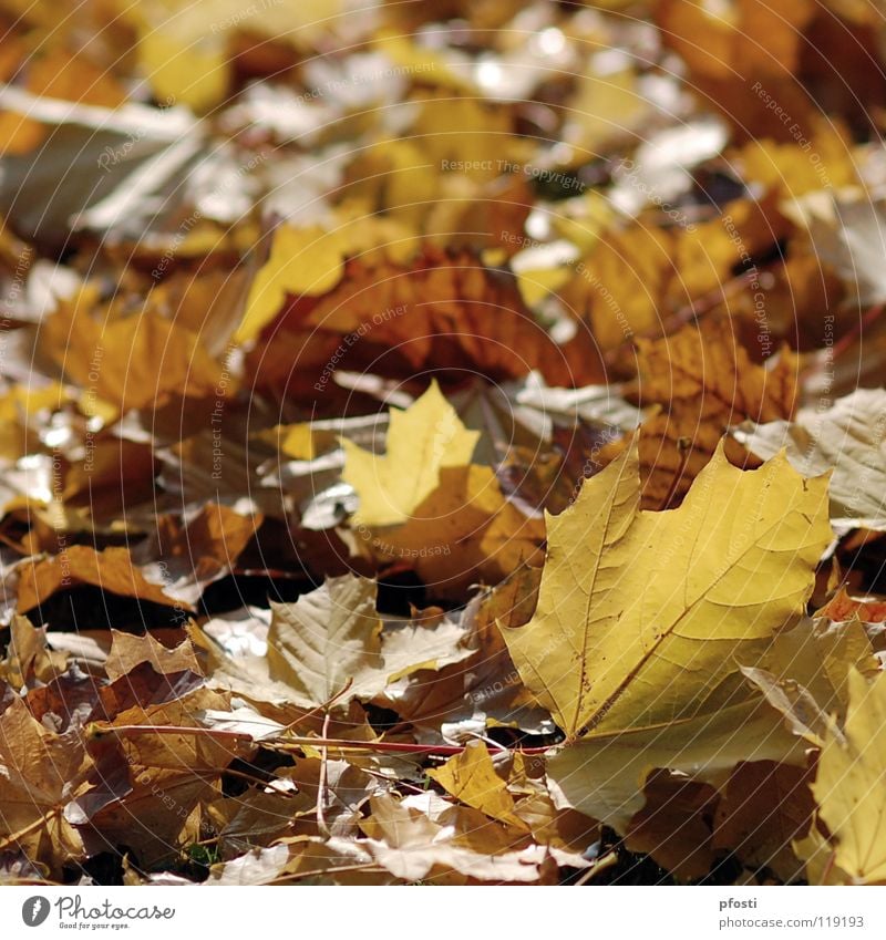 schöner Herbst Blatt Ahornblatt Jahreszeiten gelb braun Baum Vergänglichkeit Oktober November ruhig Außenaufnahme herbstlich orange gold Natur Wärme Ast Ende
