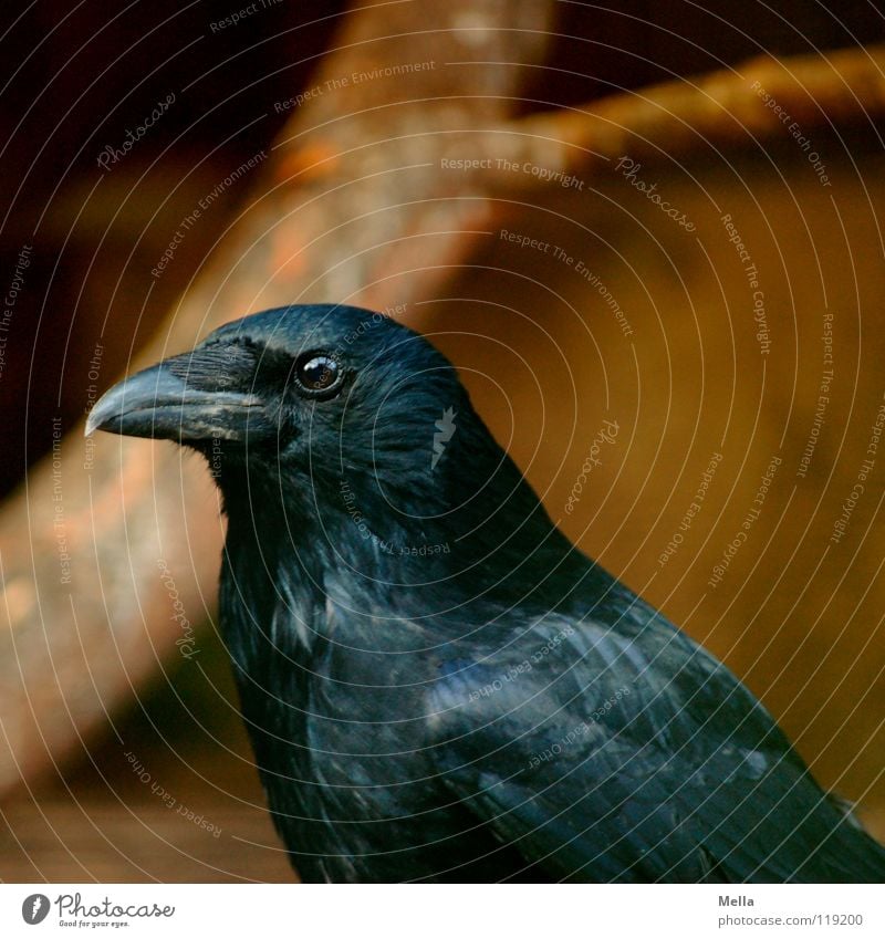 Der weise Blick Krähe Aaskrähe Rabenvögel Kolkrabe schwarz Weisheit klug Schnabel Feder Vogel glänzend schimmern mystisch geheimnisvoll dunkel Makroaufnahme