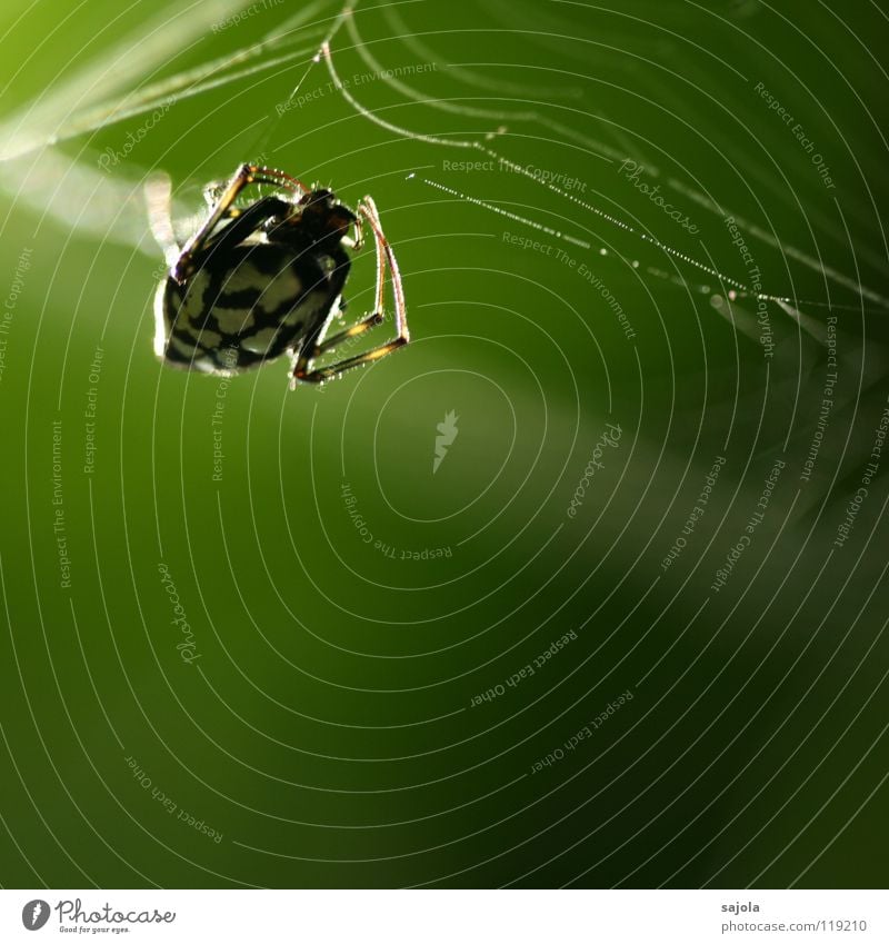 rückenlicht Natur Tier Urwald Spinne 1 Netz grün schwarz weiß Genauigkeit Beine Kopf Singapore Asien Nähgarn Schicksal träumen Farbfoto Außenaufnahme