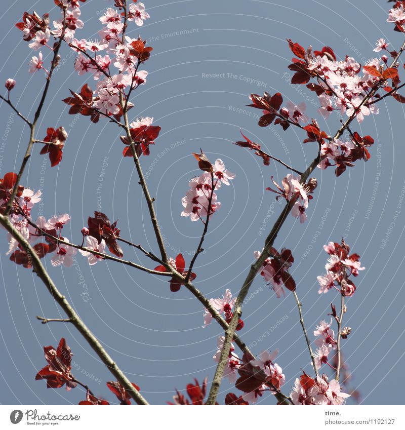 dehnen & strecken (I) Himmel Frühling Schönes Wetter Pflanze Baum Blatt Blüte Garten Blühend Wachstum hell natürlich wild Lebensfreude Frühlingsgefühle