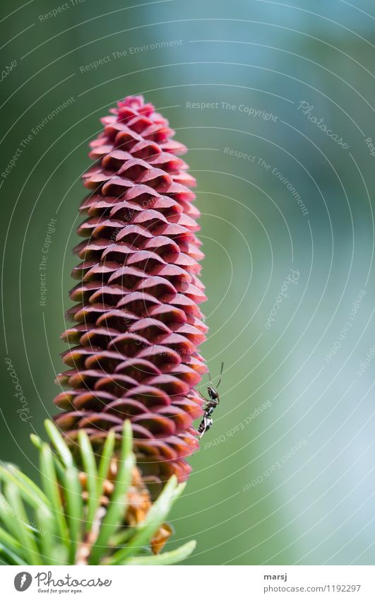 Kleiner Kletterkünstler Natur Frühling Pflanze Zapfen Tier Wildtier Ameise 1 stehen Beginn Hoffnung rot frisch Lebenszyklus Lebenskraft Farbfoto mehrfarbig