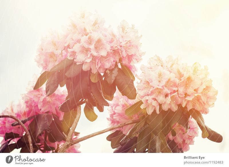 rhododendron im Sonnenlicht Umwelt Natur Pflanze Himmel Schönes Wetter Wärme Blume Grünpflanze ästhetisch Duft elegant frisch glänzend hell schön weich rosa