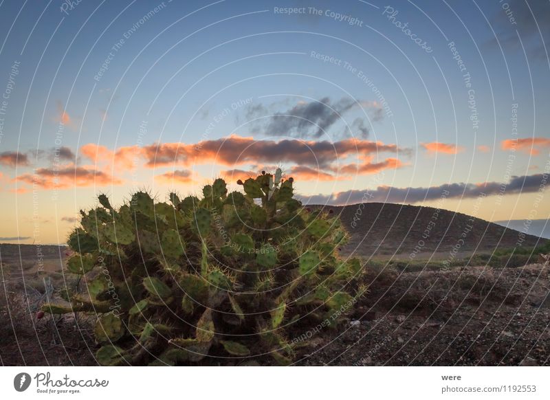 Opuntia Sommer Sommerurlaub Sonne Insel Natur Pflanze Klima Klimawandel Wetter Kaktus Wüste entdecken Erholung frisch Gefühle Zufriedenheit Lebensfreude