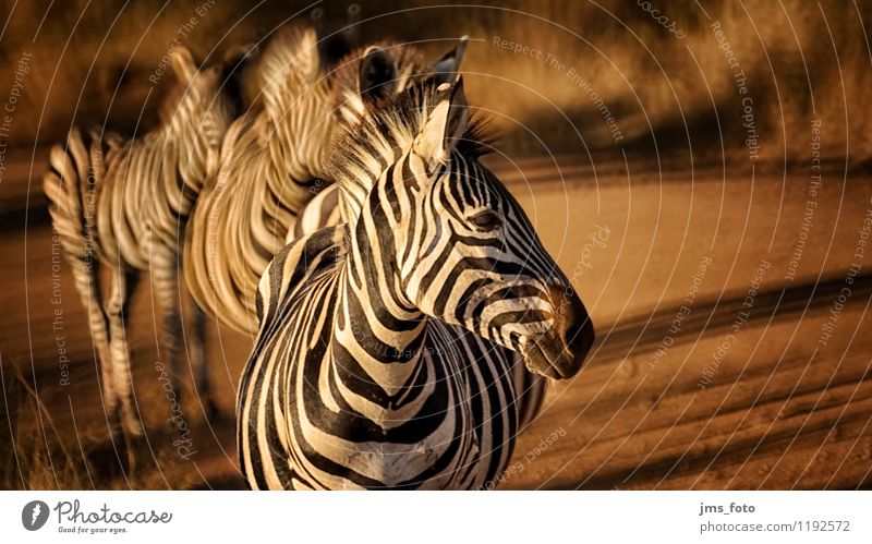 Zebra Polonaise Natur Tier Wildtier 4 Tiergruppe Streifen ästhetisch sportlich natürlich niedlich Saulspoort Südafrika Wydhoek Farbfoto Außenaufnahme Morgen