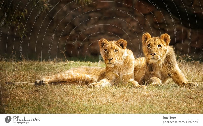 Zwei junge Löwen Umwelt Tier Wildtier Zoo 2 Tierjunges Coolness Neugier niedlich Farbfoto Außenaufnahme Schwache Tiefenschärfe Zentralperspektive Tierporträt