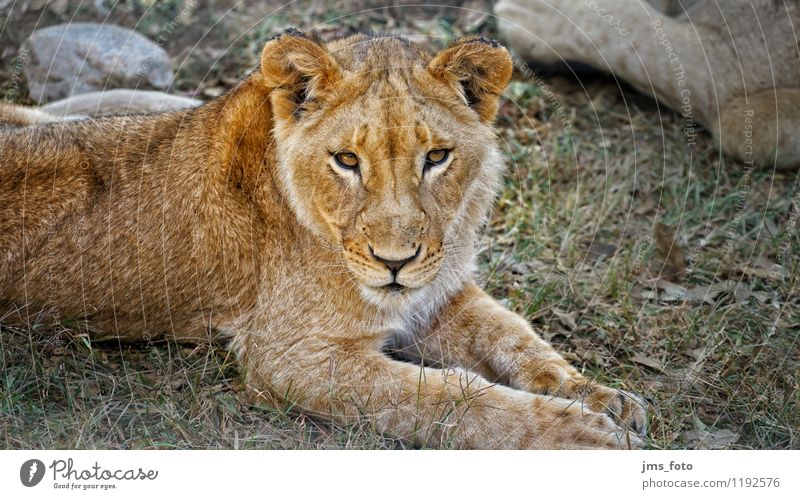 Junger Löwe Natur Tier Wildtier 1 ästhetisch niedlich Zufriedenheit Respekt Farbfoto Außenaufnahme Nahaufnahme Tag Schwache Tiefenschärfe Zentralperspektive