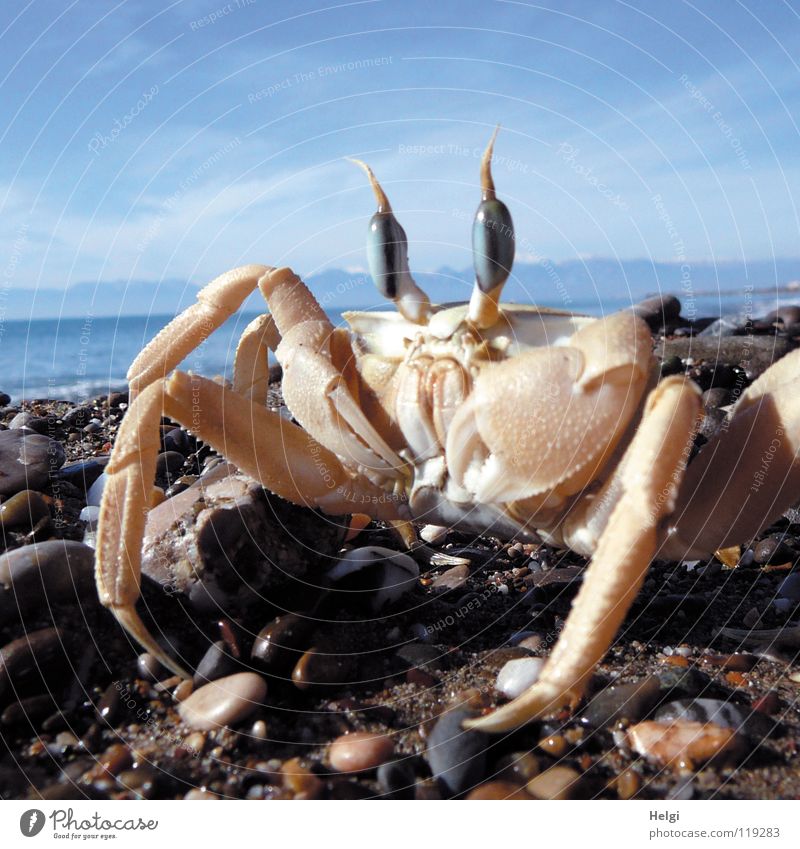 Nahaufnahme einer Krabbe am Strand Farbfoto Außenaufnahme Menschenleer Textfreiraum oben Tag Schatten Sonnenlicht Froschperspektive Tierporträt Blick Freude