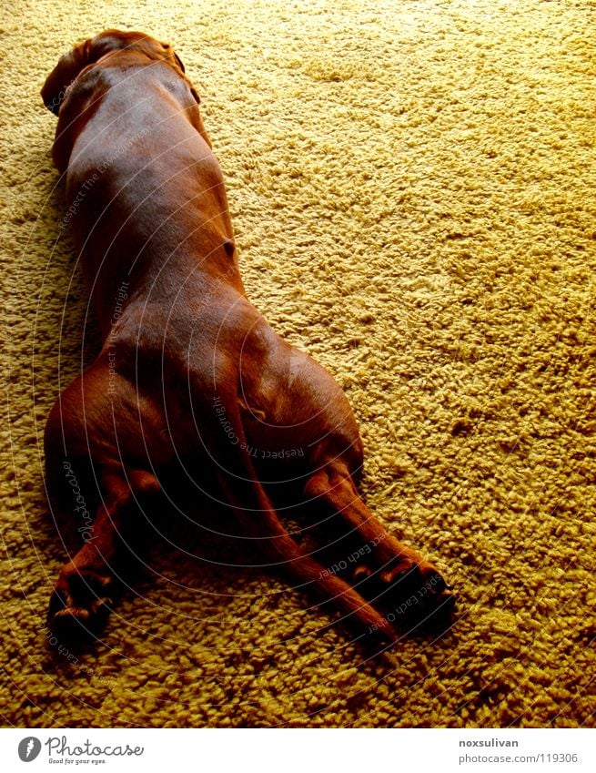I am a good dog gelb Hund Teppich schlafen braun gehorsam Konzentration Frieden Säugetier Dog lying carpet quiet stretched sleeping brown contrast Baroque