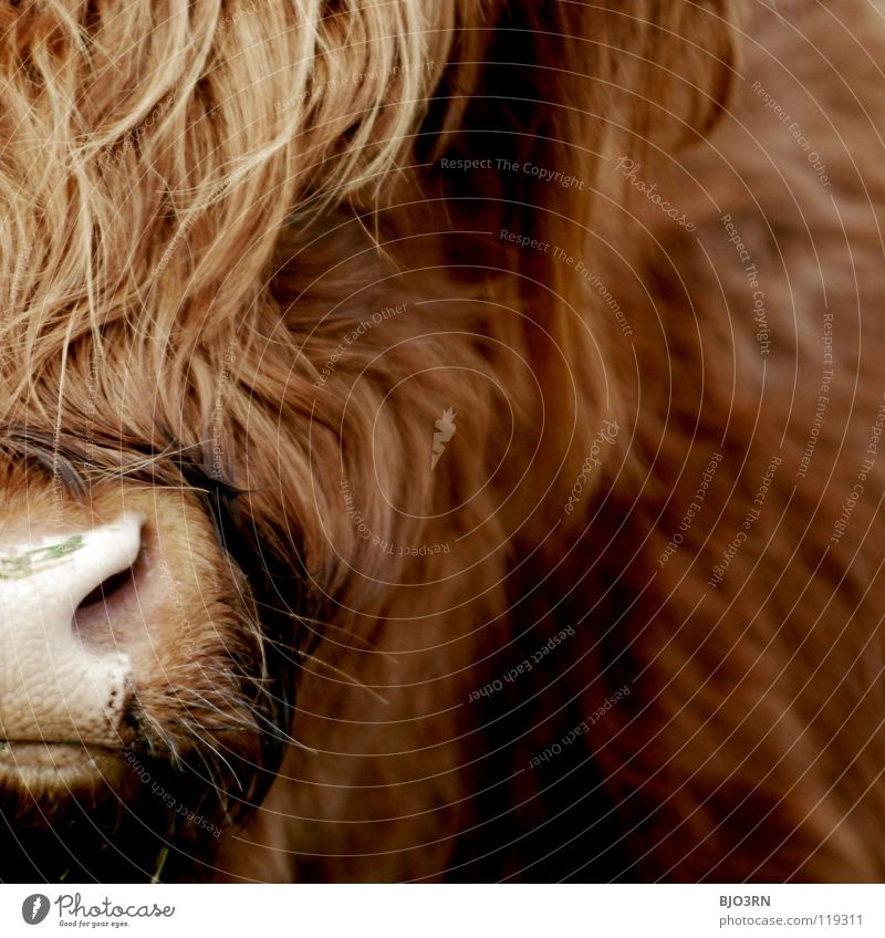 der Bulle Damien Highlands Schottisches Hochlandrind cattle bull hairy animal no pet at all nose red big huge Außenaufnahme
