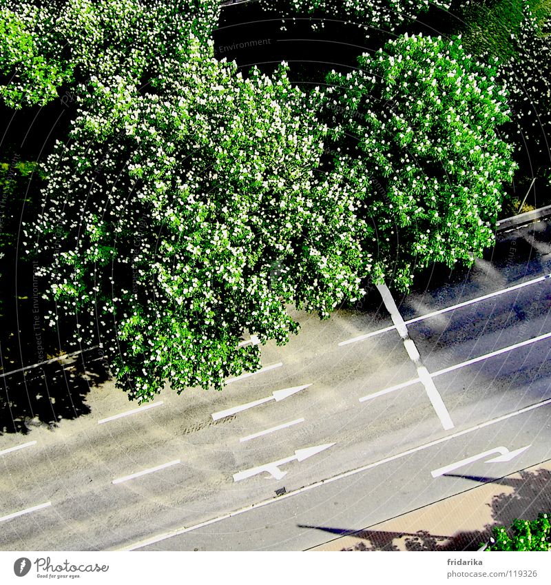 auf der spur Pflanze Baum Verkehrswege Straße Wege & Pfade Pfeil grau grün Orientierung Außenaufnahme Luftaufnahme Vogelperspektive Baumkrone Fahrbahn