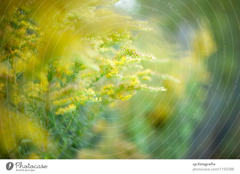 Gelbe Gewächse Natur Pflanze Frühling Sommer Schönes Wetter Blüte natürlich Wärme gelb grün Farbfoto Außenaufnahme Menschenleer Textfreiraum rechts