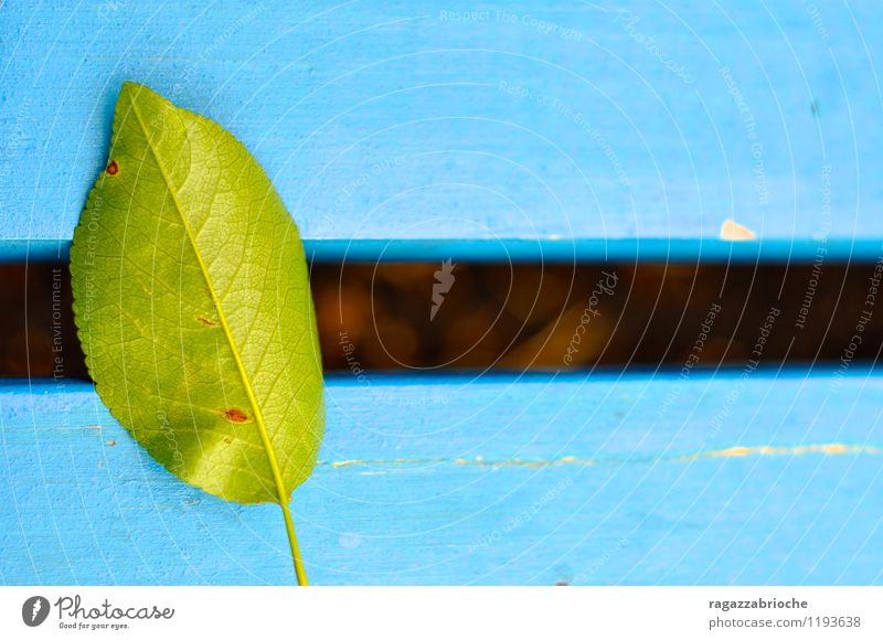 Grünes Blatt auf einer blauen Bank Natur Holz grün Markiert Farbfoto Außenaufnahme Detailaufnahme Tag Froschperspektive