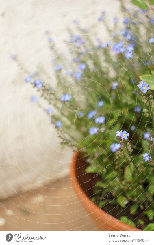 *\ Pflanze Blume blau braun grau grün violett Zierpflanze Garten Blüte Topfpflanze Blumentopf Terrasse rund Kurve klein schön zart Wachstum Frühling Terrakotta
