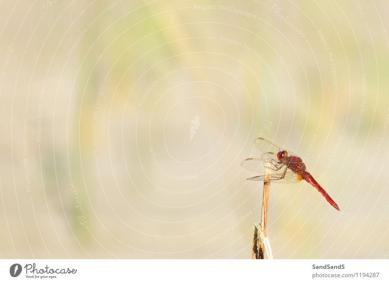 Scharlachrote Libelle Natur Tier Frühling Tiergesicht 1 elegant glänzend natürlich Farbfoto mehrfarbig Außenaufnahme Nahaufnahme Menschenleer Tag
