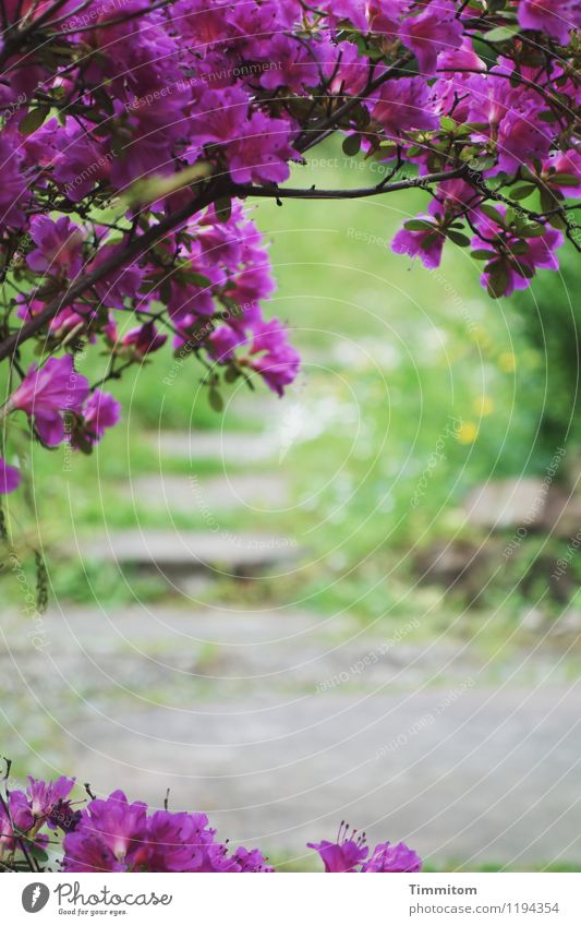 Mal nach dem Garten sehen. Umwelt Natur Pflanze Blüte Stein Blick ästhetisch natürlich grün violett Gefühle Wege & Pfade Bodenplatten Sandstein Farbfoto