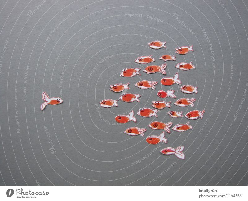 Einzelgänger Tier Fisch Tiergruppe Schwarm beobachten Blick Zusammensein grau orange weiß Gefühle Stimmung selbstbewußt Kommunizieren Goldfisch gegenüber