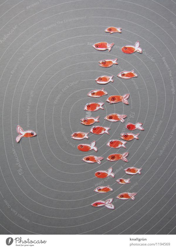 Allein gegen alle Tier Fisch Tiergruppe Schwarm beobachten Blick grau orange weiß Gefühle Stimmung Mut Kommunizieren Goldfisch gegenüber Einzelgänger Farbfoto