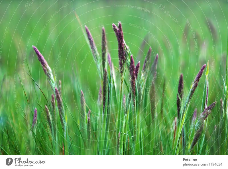 Gräser Umwelt Natur Pflanze Sommer Schönes Wetter Gras Wiese hell nah natürlich grün violett Farbfoto mehrfarbig Außenaufnahme Nahaufnahme Menschenleer Tag
