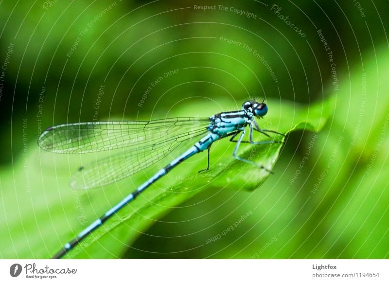 Lilabelle- oh blau Tier Libelle 1 Kraft Leidenschaft Vertrauen Libellenflügel grün Flügel Insekt Farbe Farbfoto Außenaufnahme