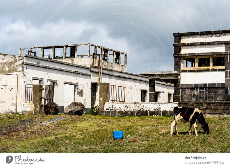 Das ist mal trist Umwelt Landschaft Wiese Feld Haus Industrieanlage Fabrik Bauwerk Tier Nutztier Kuh Armut außergewöhnlich bedrohlich dreckig Ekel exotisch