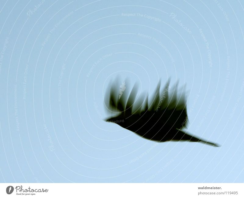 Feuerkrähe Krähe Rabenvögel Unschärfe Bewegungsunschärfe Vogel fliegen Luftverkehr Flügel