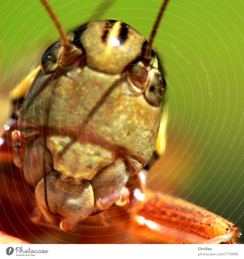 Gewöhnliche Gebirgsschrecke_02 Heuschrecke Heimchen grün braun springen Fühler Sommer Insekt Tier Lebewesen Nordwalde Makroaufnahme Nahaufnahme Knarrschrecken