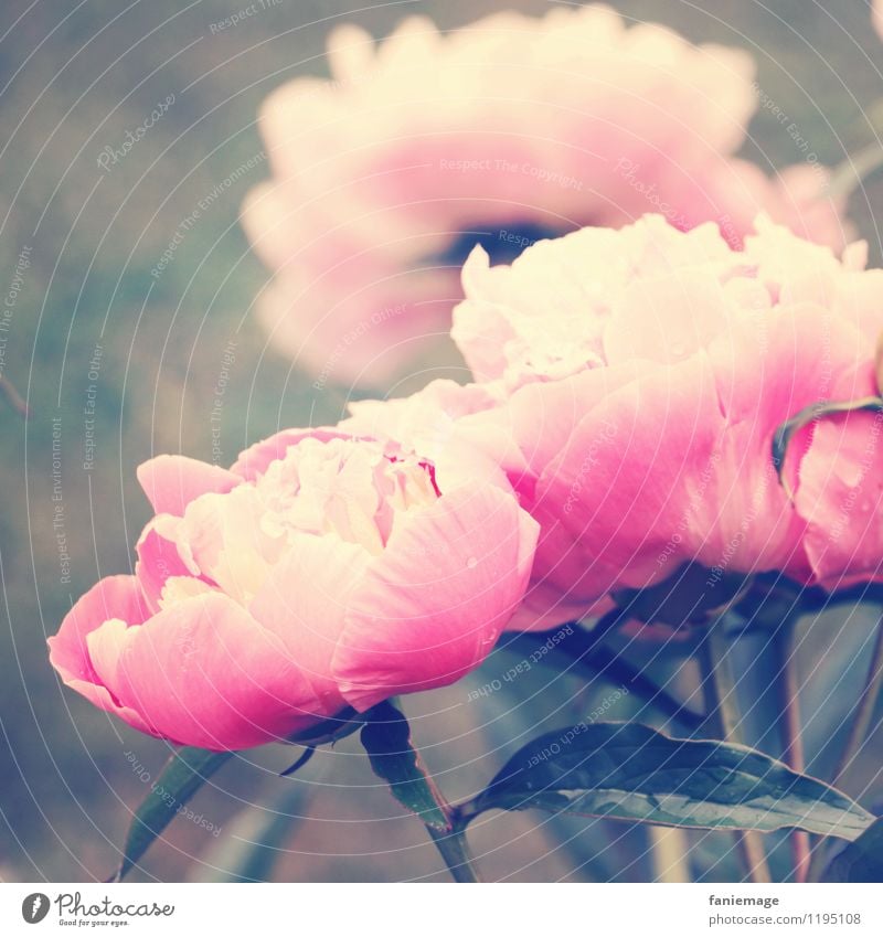 pivoine Natur Pflanze Frühling Sommer Blume schön frisch Pfingsten Pfingstrose Mai rosa grün Blatt Blüte Blühend Rose Blütenblatt prächtig weiß Frühlingsgefühle