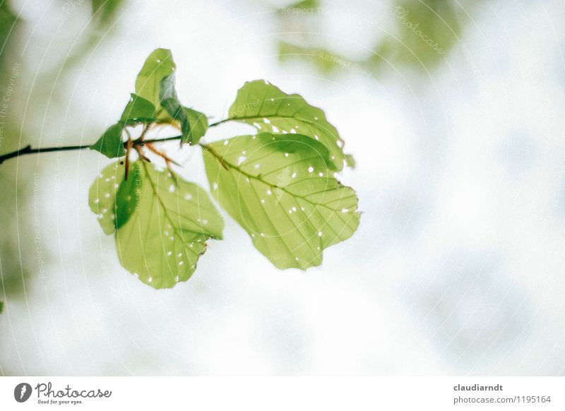 Blattwerk Umwelt Natur Pflanze Frühling Schönes Wetter Baum Buche Buchenblatt Wald Wachstum neu grün Loch angefressen Schädlinge Zweige u. Äste Farbfoto