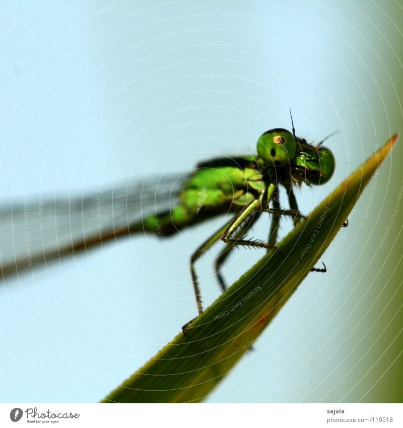 kleinlibelle II Tier Flügel 1 beobachten festhalten Blick warten dünn grün Klein Libelle Facettenauge Auge Beine Pechlibellen Asien Singapore Kopf Farbfoto