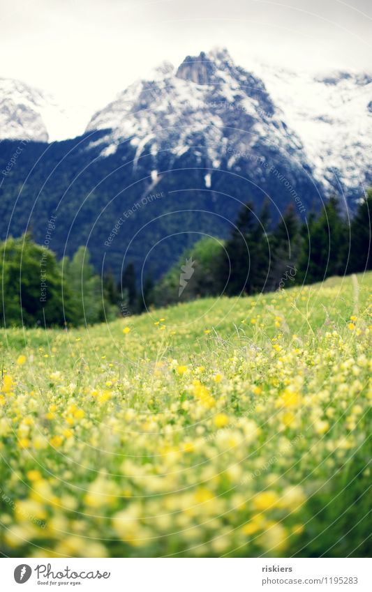frühlingshaft Umwelt Natur Landschaft Frühling Schnee Blume Wiese Alpen Berge u. Gebirge Schneebedeckte Gipfel frisch wild Frühlingsgefühle ruhig Idylle