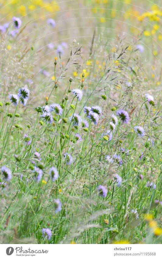 Wiesenblumen Natur Landschaft Sonne Schönes Wetter Pflanze Blume Wildpflanze beobachten Duft genießen natürlich gelb violett Farbfoto Außenaufnahme Nahaufnahme