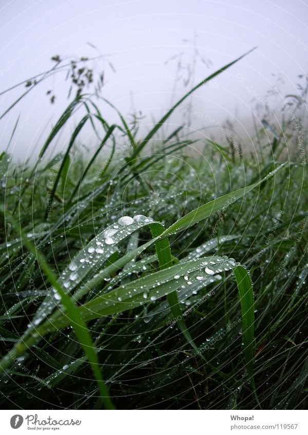 Im Frühtau zu Berge Wiese Gras Regen Tau Nebel grün grau Sommer